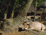 Ox in Village of Bonhoogly, Parganas, West Bengal, India Photographic Print by Maxwell Duncan