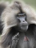 Male Gelada Baboon, in the Simien Mountains National Park, Ethiopia, Africa Photographic Print by Mcconnell Andrew