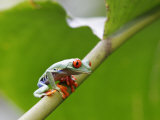 Red Eyed Tree Frog, Costa Rica, Central America Photographic Print by Levy Yadid