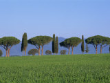 Landscape of Green Field, Parasol Pines and Cypress Trees, Province of Grosseto, Tuscany, Italy Fotografisk trykk av Morandi Bruno Landscape of Green Field, Parasol Pines and Cypress Trees, Province of Grosseto, Tuscany, Italy Fotografisk trykk av Morandi Bruno