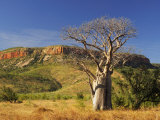 Boab Tree and Cockburn Ranges, Kimberley, Western Australia, Australia, Pacific Photographic Print by Schlenker Jochen
