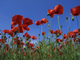Low Angle View Close-Up of Red Poppies in Flower in a Field in Cambridgeshire, England, UK Photographic Print by Mawson Mark