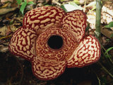 Rafflesia, Biggest Flower in the World, Sabah, Borneo, Malaysia Photographic Print by Murray Louise