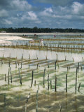 Seaweed Crop, Zanzibar, Tanzania, East Africa, Africa Photographic Print by Pate Jenny