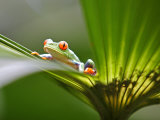 Red Eyed Tree Frog, Costa Rica, Central America Photographic Print by Levy Yadid