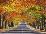 Memorial Avenue in Autumn, Mount Macedon, Victoria, Australia, Pacific Photographic Print by Schlenker Jochen