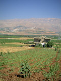 Farmland in the Baka'A Valley, Lebanon, Middle East Photographie par O'callaghan Jane