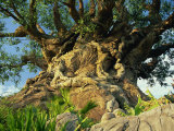 Tree of Life, Animal Kingdom, Disneyworld, Orlando, Florida, USA Photographic Print by Tomlinson Ruth