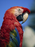 Scarlet Macaw, Seaworld, San Diego, California, United States of America, North America Photographic Print by Tomlinson Ruth