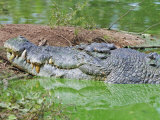 Saltwater Crocodile, Northern Territory, Australia, Pacific Photographic Print by Schlenker Jochen