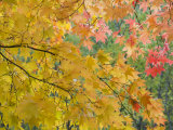 Maple Tree, Daisetsuzan National Park, Hokkaido, Japan Photographic Print by Schlenker Jochen