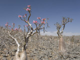 Bottle-Tree Endemic to Island, known as Desert Rose, Diksam Plateau, Yemen, Middle East Photographic Print by Waltham Tony