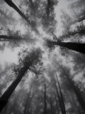 Mountain Ash Trees, Tallest Flowering Plants in the World, Dandenong Ranges, Victoria, Australia Photographie par Schlenker Jochen