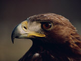 Portrait of a Golden Eagle, Highlands, Scotland, United Kingdom, Europe Photographic Print by Rainford Roy
