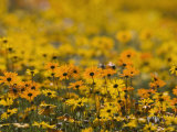 Namaqualand Daisy, Western Cape, South Africa, Africa Photographic Print by Toon Ann & Steve