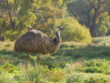 Emu, Flinders Ranges National Park, South Australia, Australia, Pacific Photographic Print by Schlenker Jochen