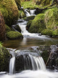 Stream in Oak Wood, Ariundle Woods National Nature Reserve, Strontian, Argyll, Scotland, UK Photographie par Toon Ann & Steve