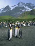 Small Group of Emperor Penguins, South Georgia, South Atlantic, Polar Regions Photographic Print by Renner Geoff