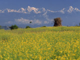 Landscape of Yellow Flowers of Mustard Crop the Himalayas in the Background, Kathmandu, Nepal Photographic Print by Wright Alison
