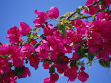 Close-Up of Pink Bougainvillea Flowers Photographic Print by Tomlinson Ruth