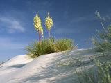 Yucca Bloom in Gypsum Dunes, White Sands National Monument, New Mexico, USA Photographic Print by Westwater Nedra