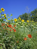 Roadside Flowers, Near Lerne, Val De Loire, Centre, France Photographic Print by Renner Geoff