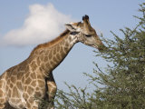 Giraffe, Kgalagadi Transfrontier Park, Northern Cape, South Africa, Africa Photographie par Toon Ann & Steve