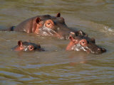 Hippos Relaxing in the Mara River, Masai Mara, Kenya, East Africa, Africa Photographic Print by Murray Louise