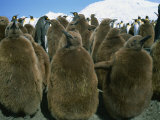 King Penguin Chicks, South Georgia, Polar Regions Photographic Print by Renner Geoff