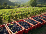 Vendage in the Haut Cote De Beaune, Burgundy, France, Europe Photographic Print by Short Michael