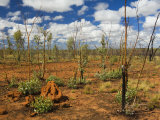 Termite Mounds in the Outback, Queensland, Australia, Pacific Photographic Print by Schlenker Jochen
