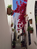 Bougainvillea in a Narrow Whitewashed Street in Upper Village, Mojacar, Almeria, Andalucia, Spain Photographic Print by Tomlinson Ruth