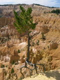 Pine Tree's Roots Exposed as Top Soil Is Washed Away by Storms, Bryce Canyon, Utah, USA Photographic Print by Waltham Tony