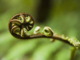 Fern Unfurling, Mount Bruce National Wildlife Centre, Wairarapa, North Island, New Zealand Photographic Print by Smith Don