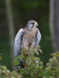 Kestrel, Captive, United Kingdom, Europe Photographic Print by Toon Ann & Steve