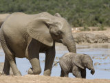 African Elephant Loxodonta Africana) with Calf, Addo Elephant National Park, South Africa, Africa Photographie par Toon Ann & Steve