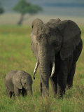 Female and Calf, African Elephant, Masai Mara National Reserve, Kenya, East Africa, Africa Photographic Print by Murray Louise