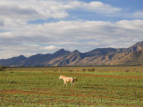 Horse and Flinders Ranges, Flinders Ranges National Park, South Australia, Australia, Pacific Photographic Print by Schlenker Jochen