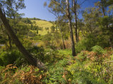 Bushland, Snowy River National Park, Victoria, Australia, Pacific Photographic Print by Schlenker Jochen