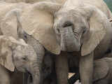 African Elephant Loxodonta Africana), Addo Elephant National Park, South Africa, Africa Photographic Print by Toon Ann & Steve