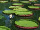 Water Lilies Photographic Print by Richardson Rolf