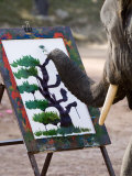 Elephant Painting, Chiang Mai, Thailand, Southeast Asia Fotografie-Druck von Porteous Rod