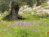 Wildflowers and Olive Tree, Near Halawa, Jordan, Middle East Photographie par Schlenker Jochen