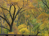 Cottonwood Trees in Autumn in the Zion National Park in Utah, USA Photographic Print by Tomlinson Ruth