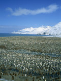 King Penguin Colony, St. Andrews Bay, South Georgia, Polar Regions Photographic Print by Renner Geoff