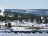 Winter in Midway Basin, Buffalo Beside Firehole River, Yellowstone National Park, Wyoming, USA Photographic Print by Waltham Tony