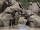 African Elephant Loxodonta Africana) in Water, Addo Elephant National Park, South Africa, Africa Photographic Print by Toon Ann & Steve