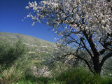 Almond Blossom in Springtime in the Alpujarras, Granada, Andalucia, Spain, Europe Photographic Print by Tomlinson Ruth