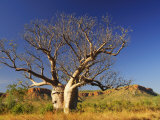Boab Tree and Cockburn Ranges, Kimberley, Western Australia, Australia, Pacific Photographic Print by Schlenker Jochen