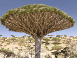 Dragon's Blood Tree, Endemic to Island, Diksam Plateau, Central Socotra Island, Yemen Photographic Print by Waltham Tony